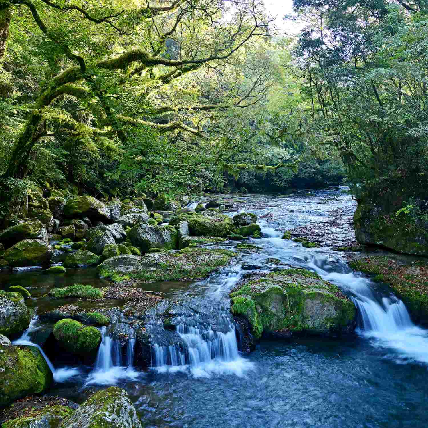 Kikuchi Keikoku (Kikuchi Gorge) in Kumamoto Prefecture= Shutterstock5