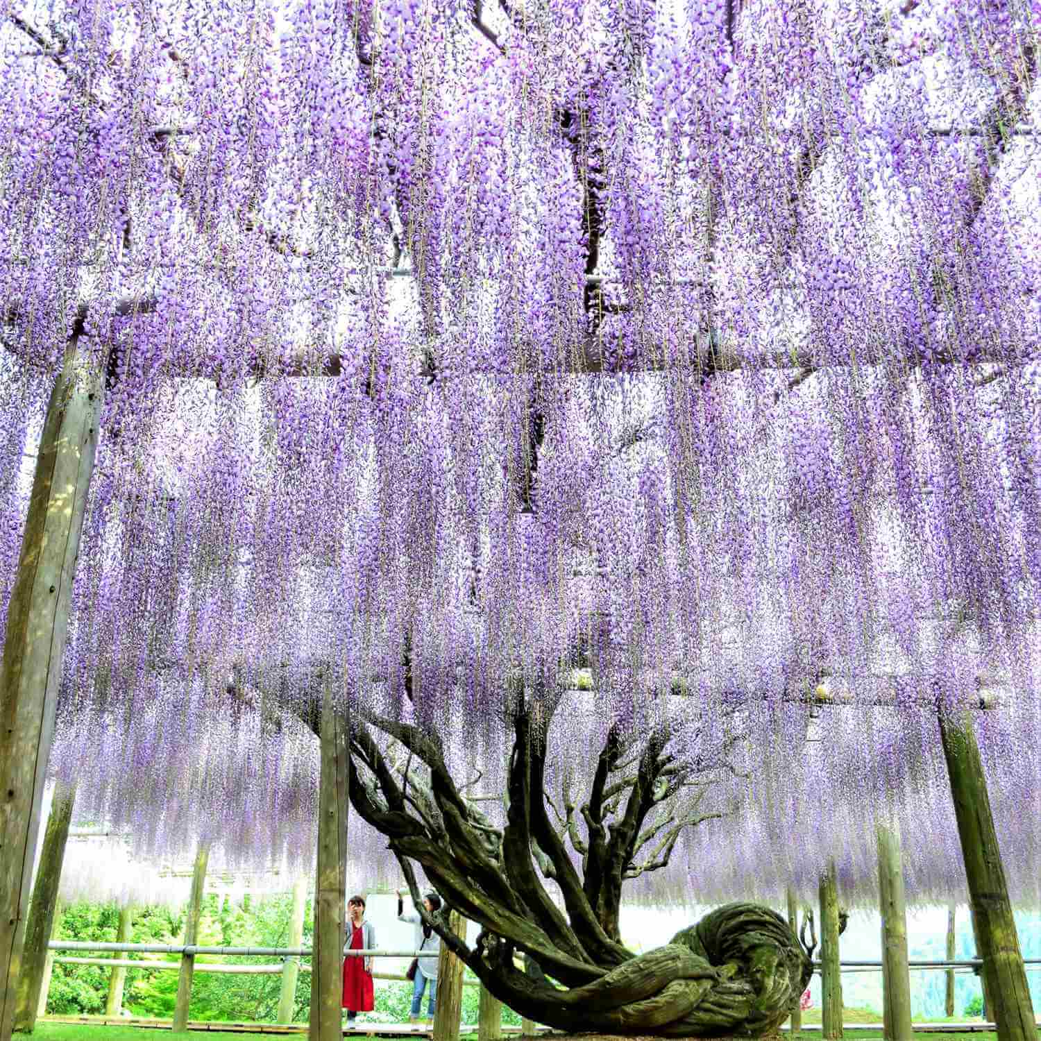 The wisteria flowers at the Kawachi Wisteria Garden. Kitakyushu, Fukuoka, Kyushu = Shutterstock 1