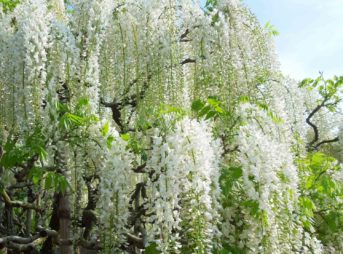 The wisteria flowers at Ashikaga Flower Park. Tochigi Prefecture