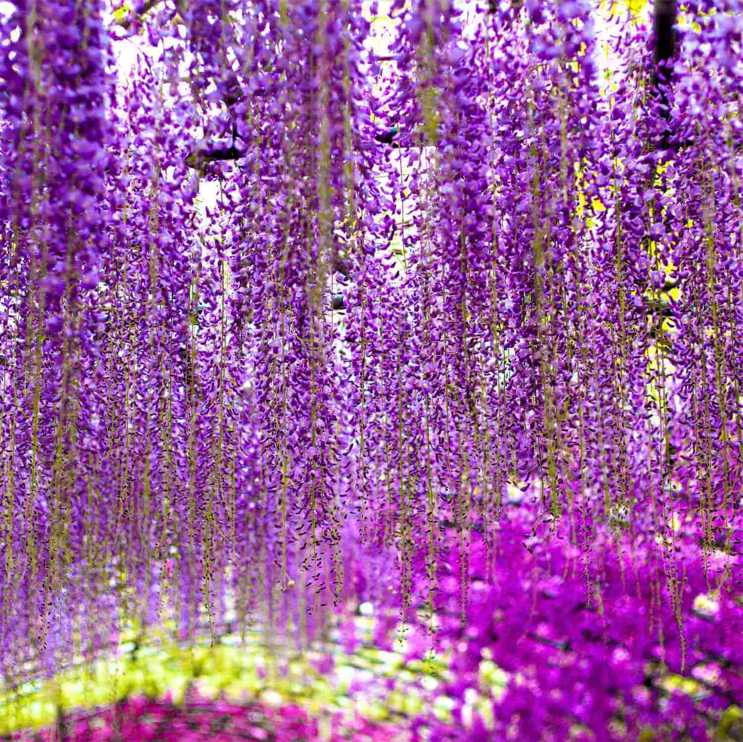 The wisteria flowers at the Kawachi Wisteria Garden. Kitakyushu, Fukuoka, Kyushu = Shutterstock 10
