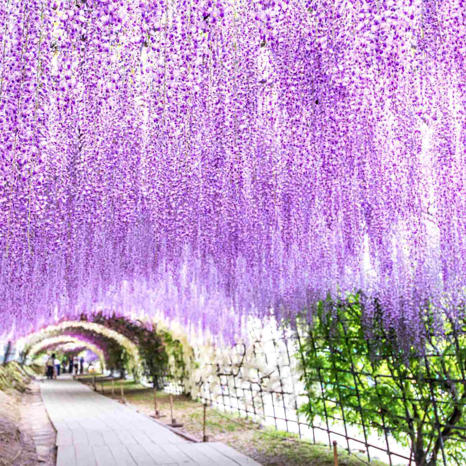 The wisteria flowers at the Kawachi Wisteria Garden. Kitakyushu, Fukuoka, Kyushu = Shutterstock 2