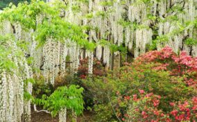 The wisteria flowers at the Kawachi Wisteria Garden. Kitakyushu, Fukuoka, Kyushu = Shutterstock 3