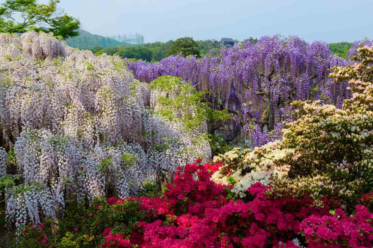 The wisteria flowers at Ashikaga Flower Park. Tochigi Prefecture