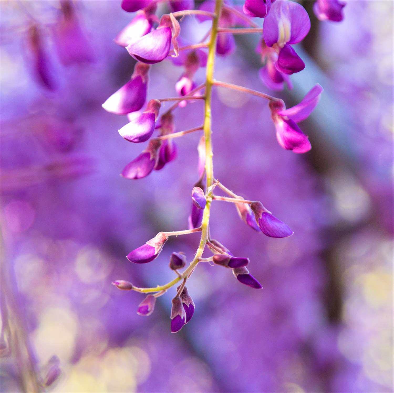 The wisteria flowers at the Kawachi Wisteria Garden. Kitakyushu, Fukuoka, Kyushu = Shutterstock 4