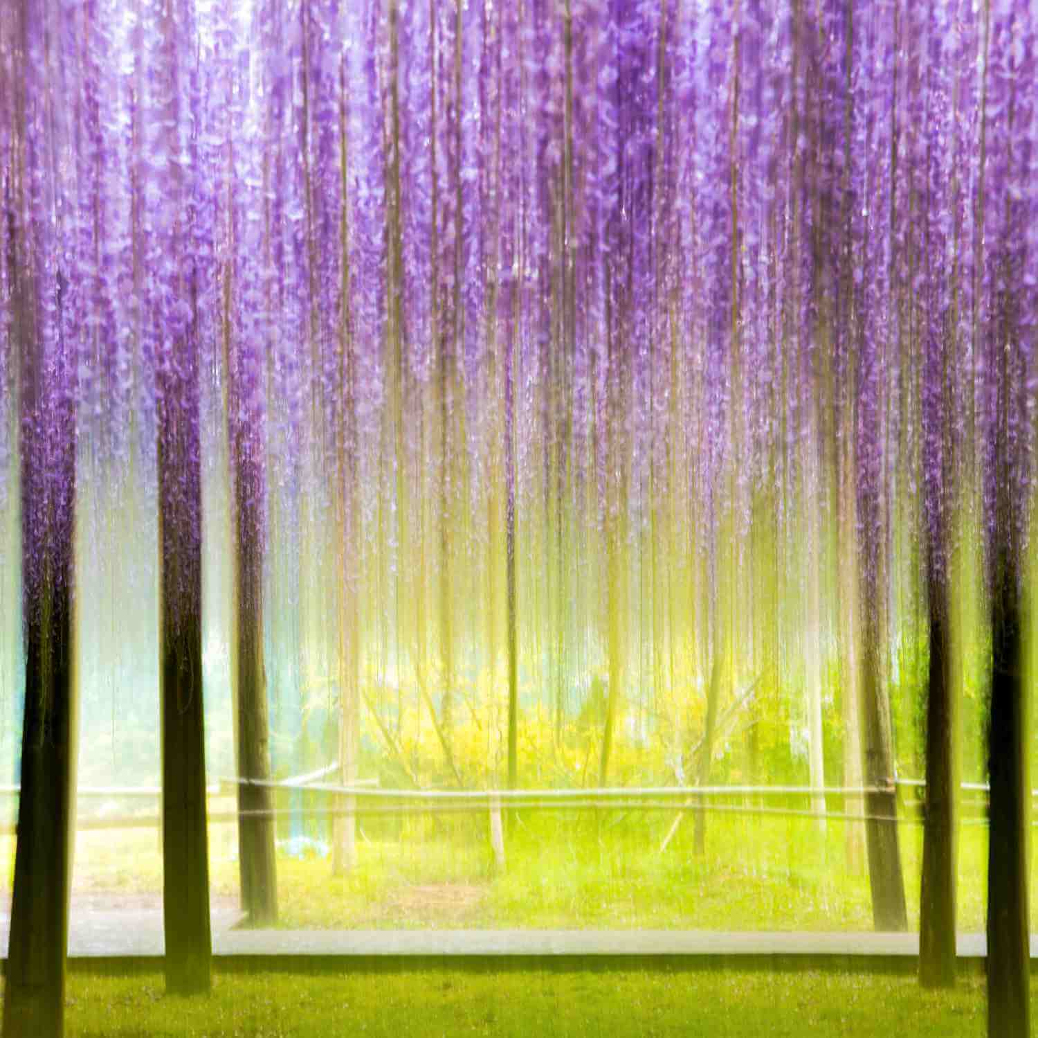 The wisteria flowers at the Kawachi Wisteria Garden. Kitakyushu, Fukuoka, Kyushu = Shutterstock 6