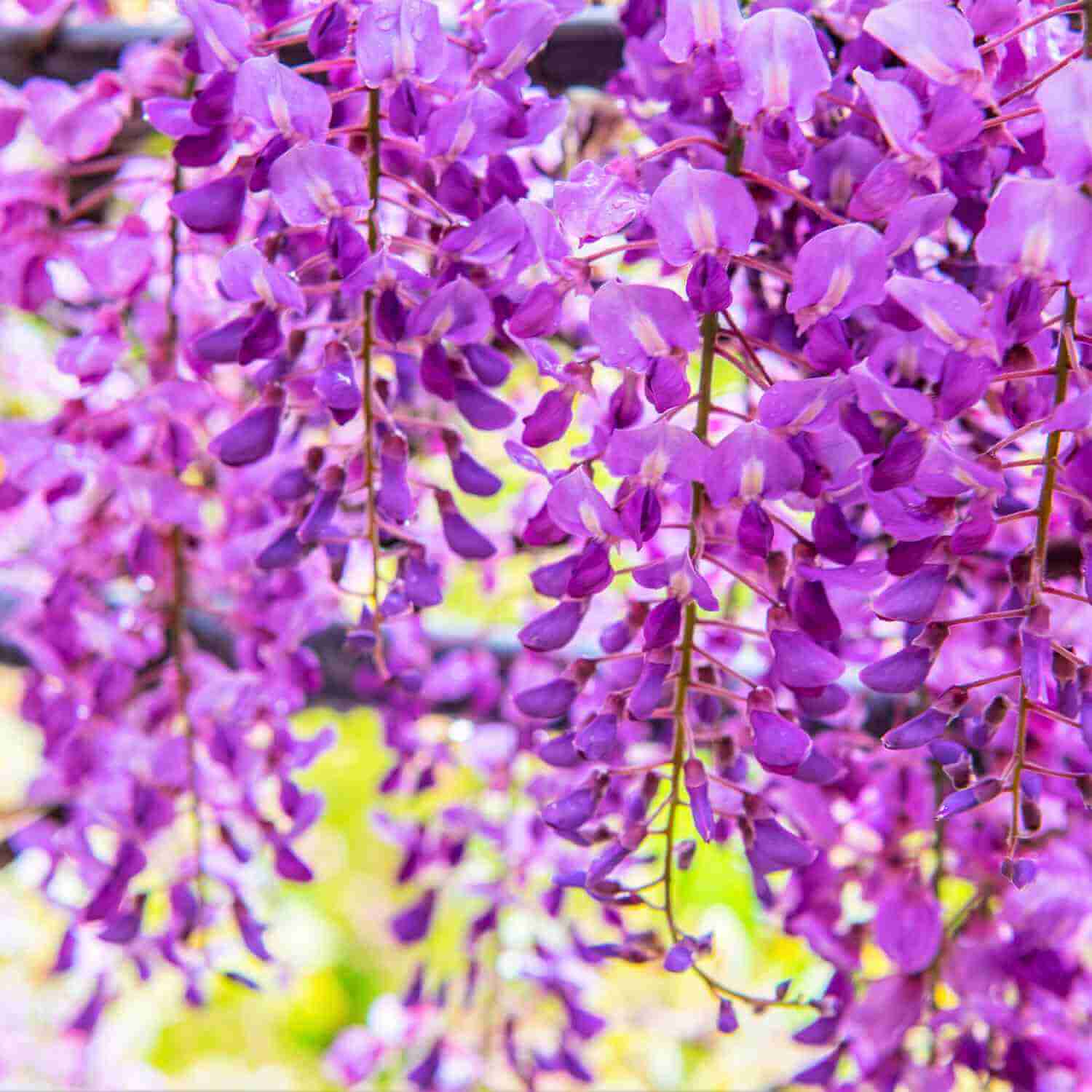 The wisteria flowers at the Kawachi Wisteria Garden. Kitakyushu, Fukuoka, Kyushu = Shutterstock 7