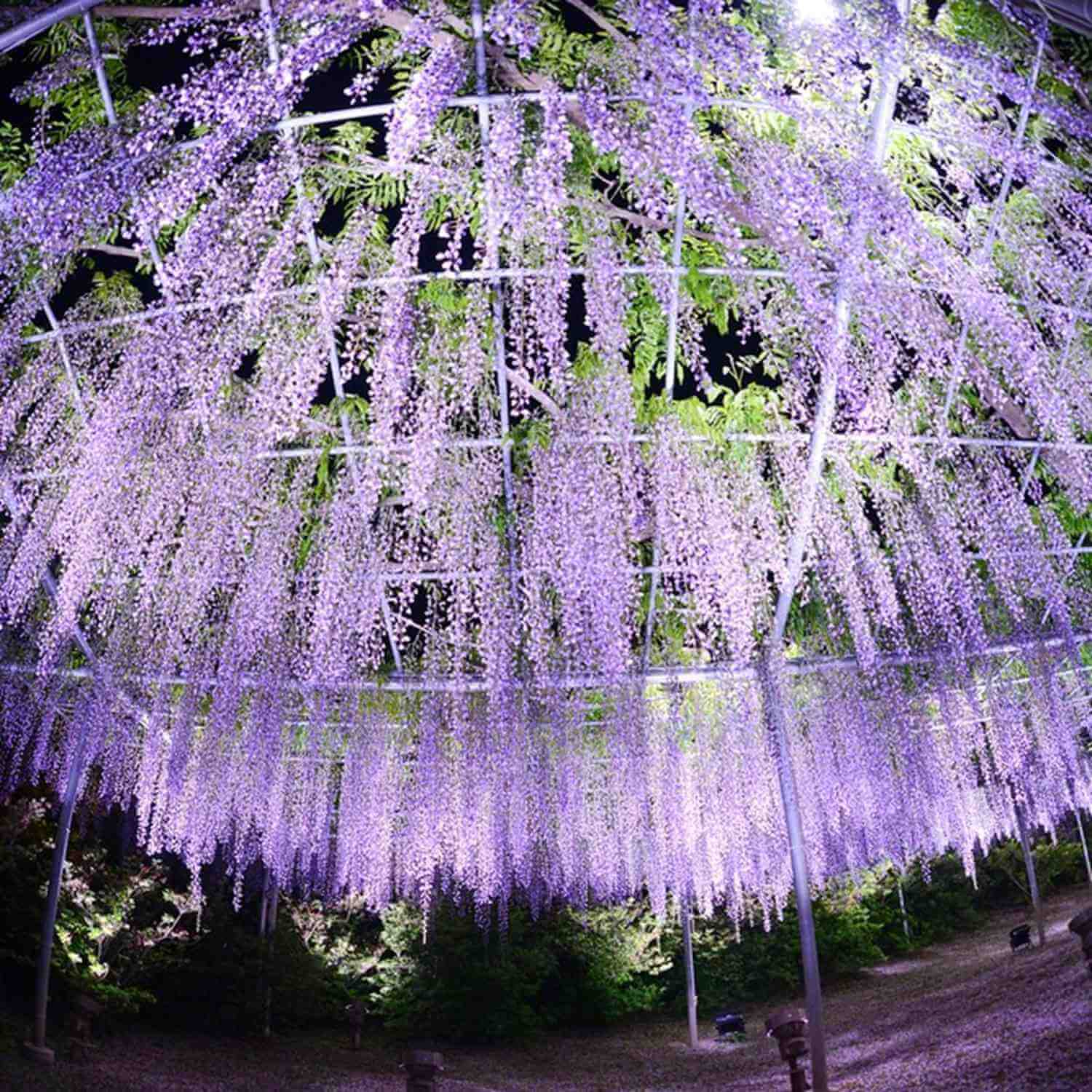 The wisteria flowers at Ashikaga Flower Park. Tochigi Prefecture 7