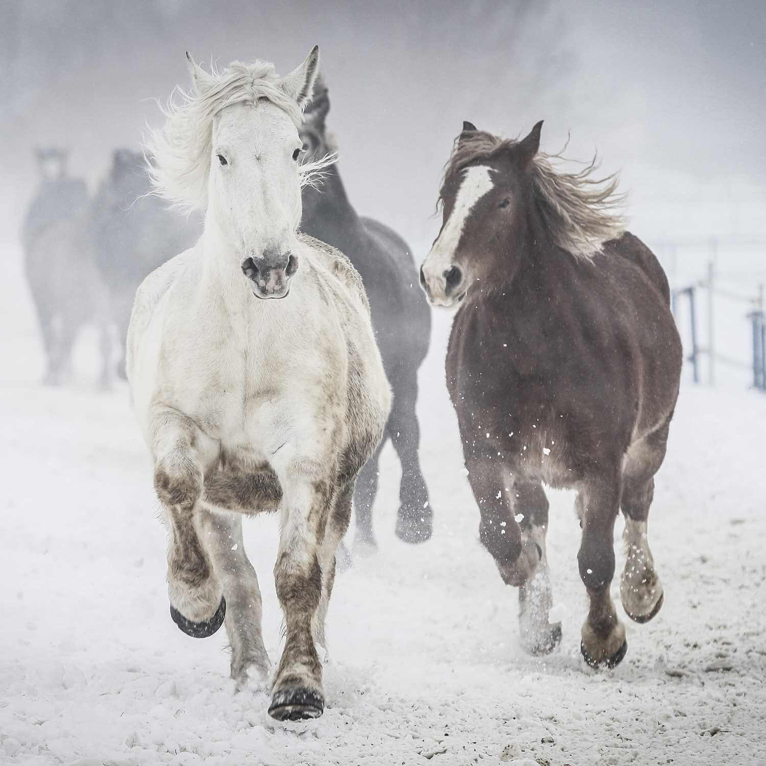 Pictures of horses in Hokkaido3