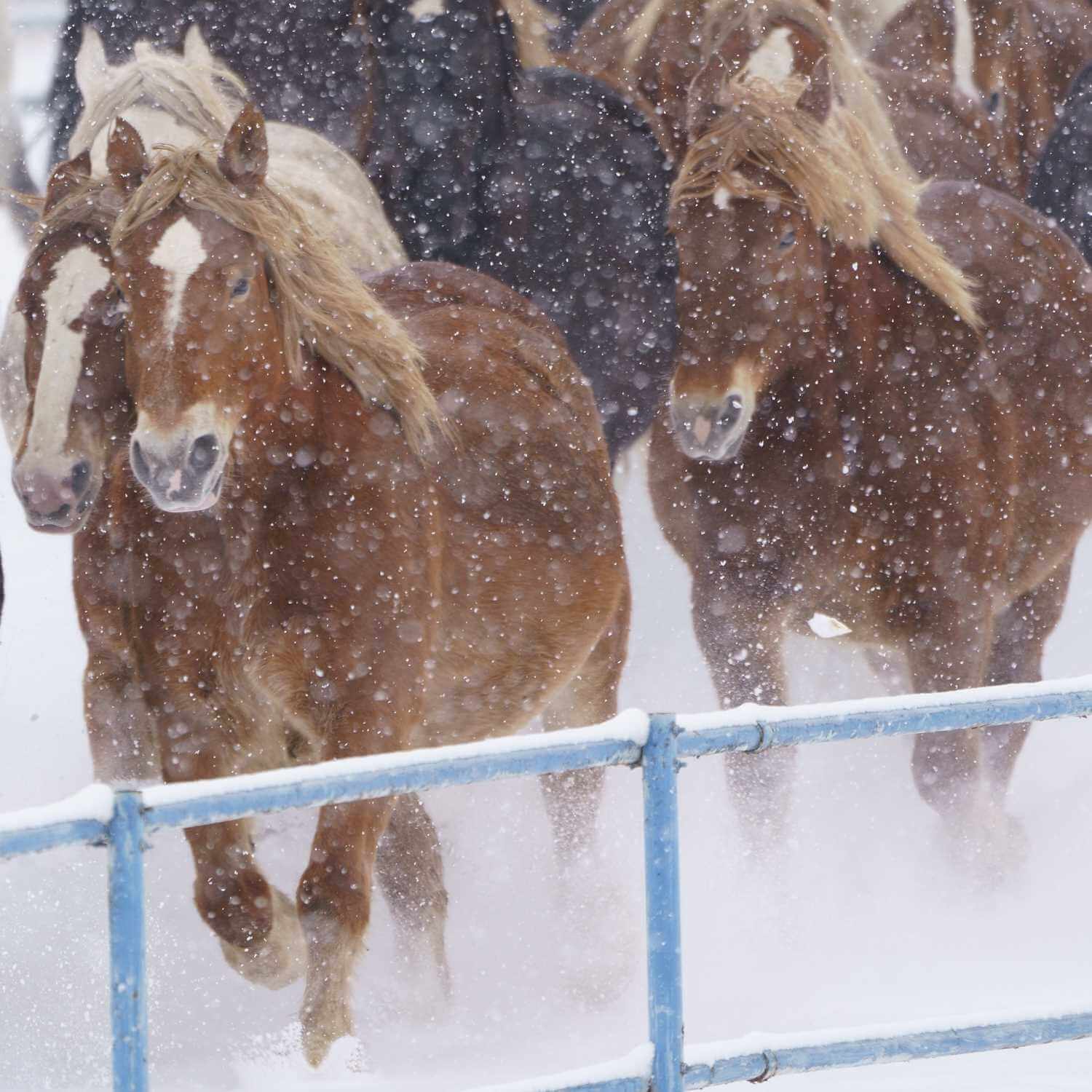 Pictures of horses in Hokkaido10