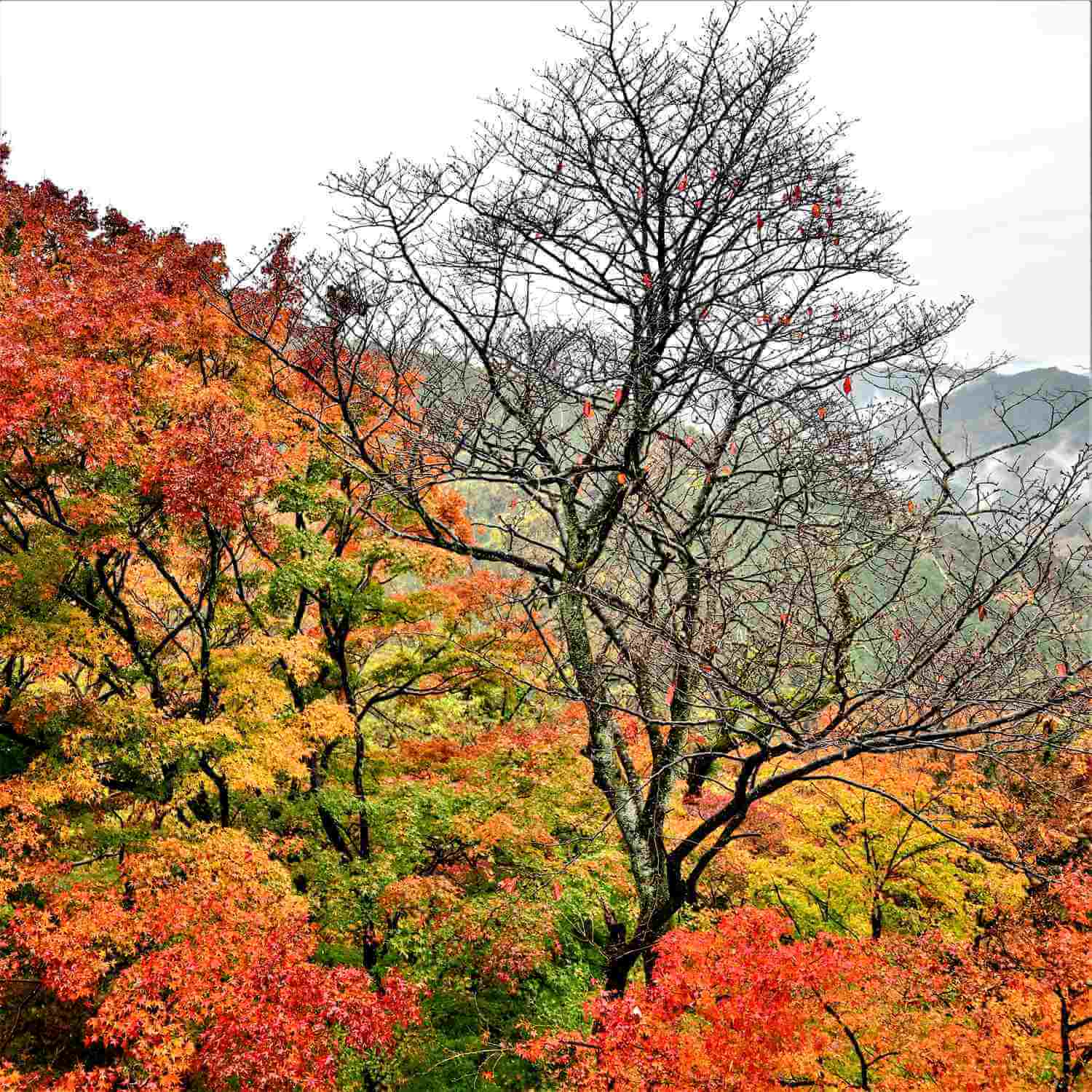 Mt. Takao, Tokyo Metropolitan = Shutterstock 8