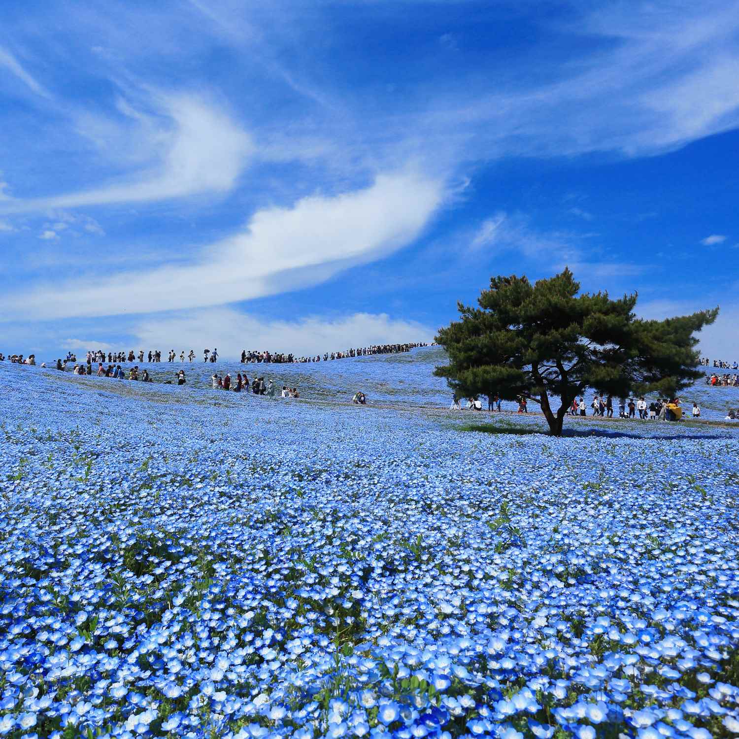 Hitachi Seaside Park in Ibaraki prefcture = Shutterstock 1