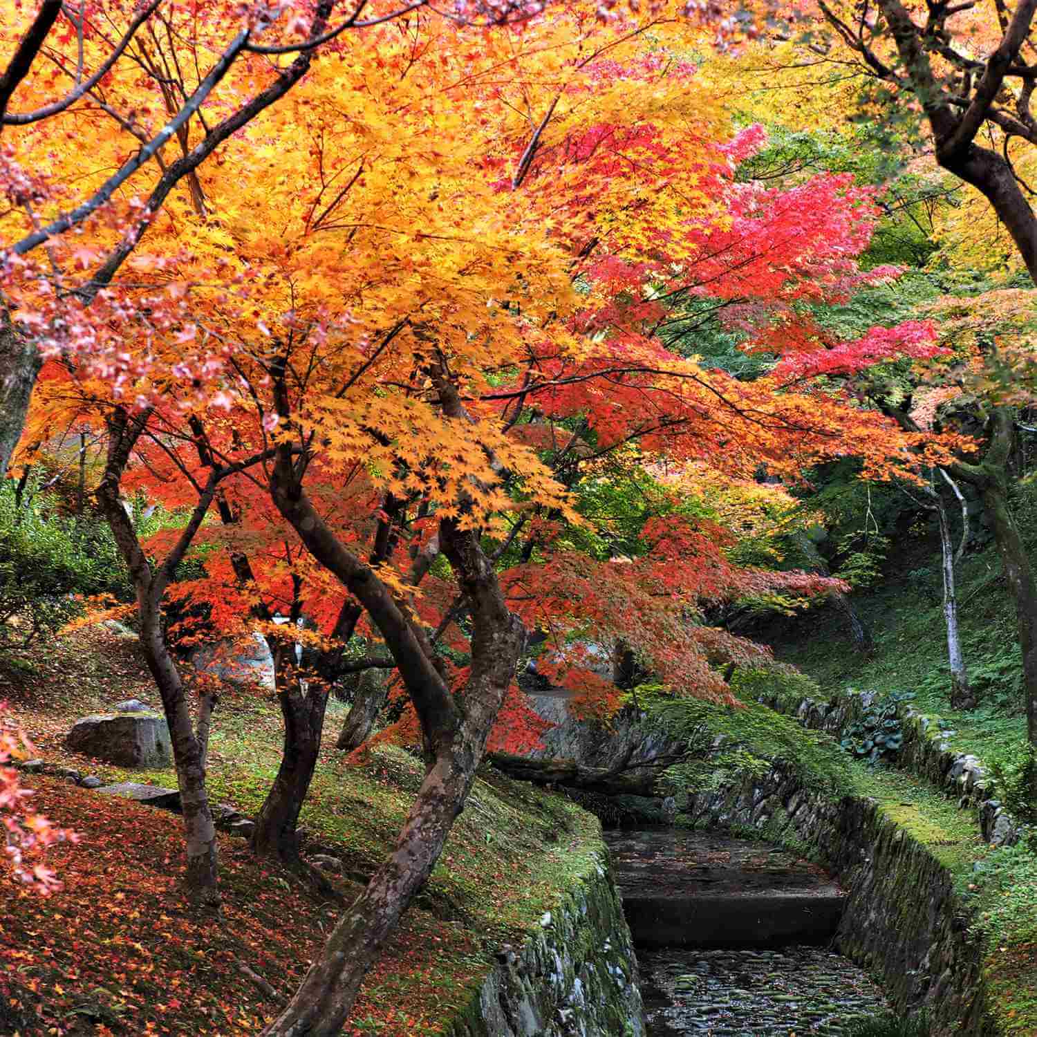 Photos: Autumn colors at Tofukuji Temple, Kyoto | JAPANICLE