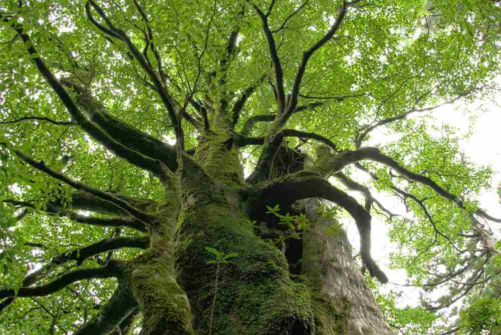 Huge cedars, many thousands of years old, grow wild on Yakushima Island = Shutterstock