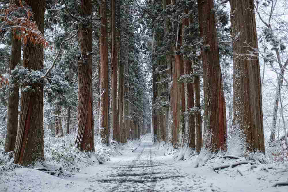 Togakushi in winter, Nagano Prefecture = Shutterstock