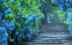 Hydrangeas beautifully blooming during the rainy season = Shutterstock 1