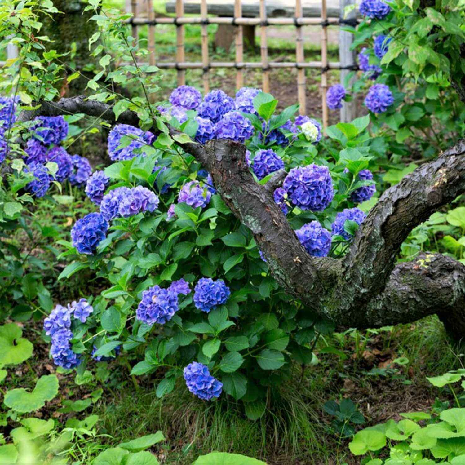 Hydrangeas beautifully blooming during the rainy season = Shutterstock 10