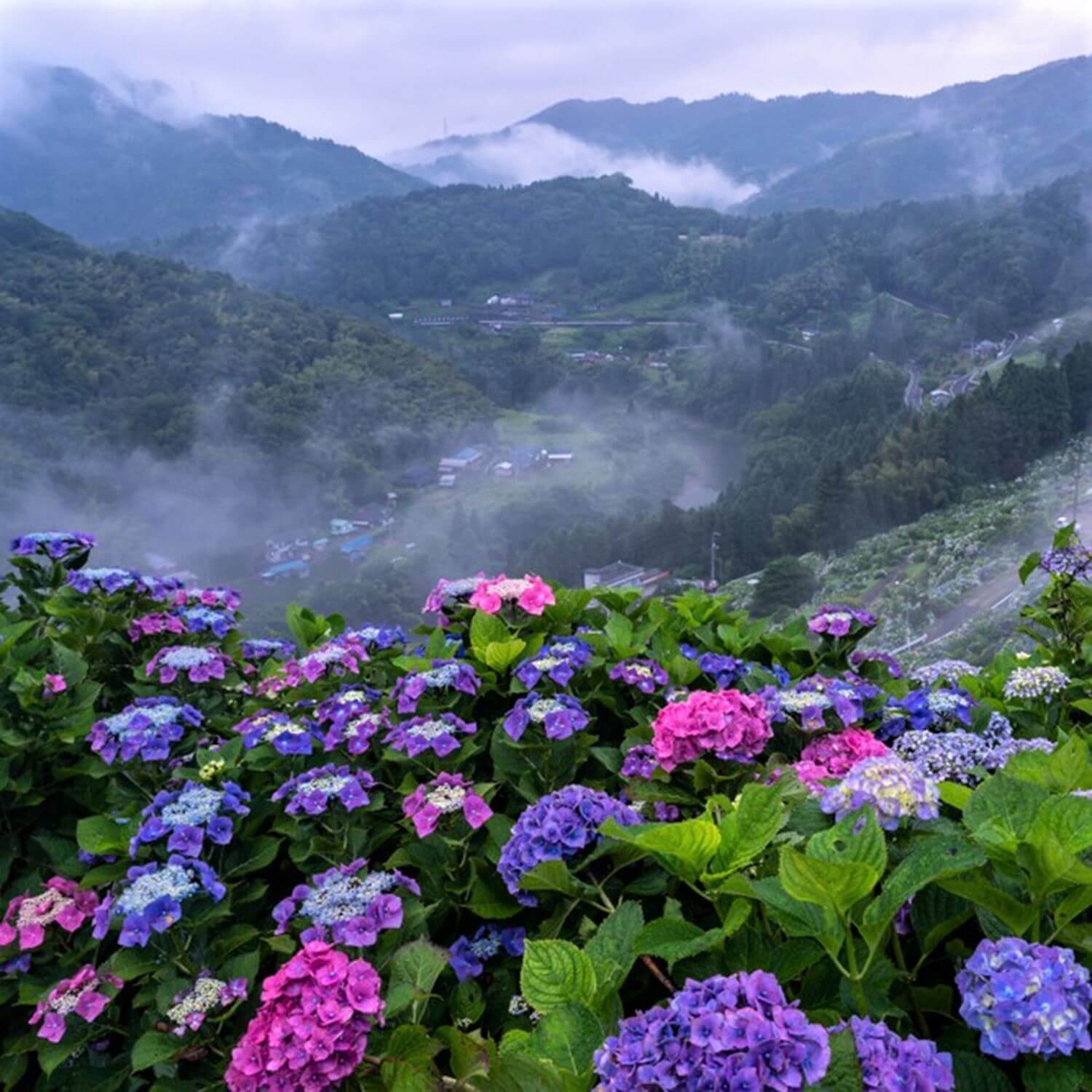 Hydrangeas beautifully blooming during the rainy season = Shutterstock 4