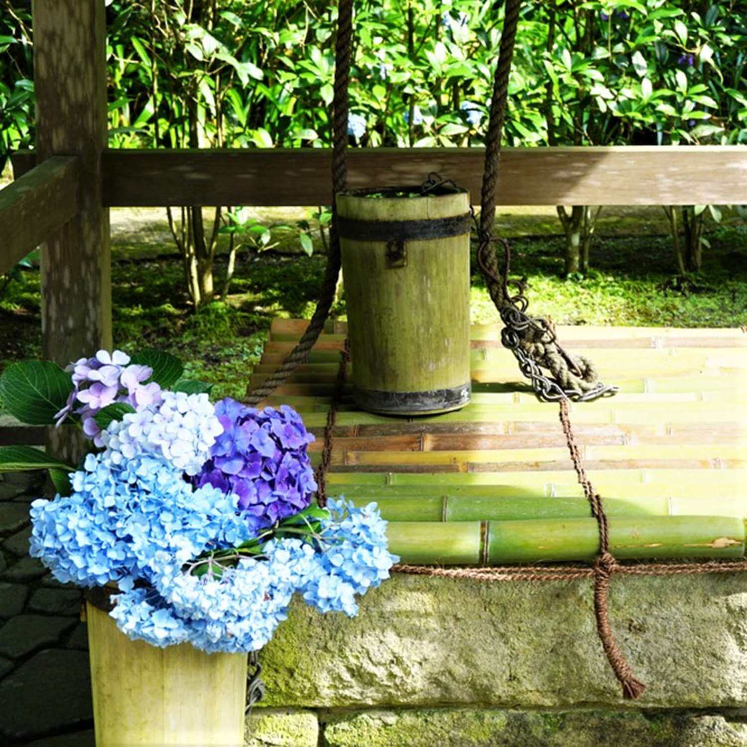 Hydrangeas beautifully blooming during the rainy season = Shutterstock 5