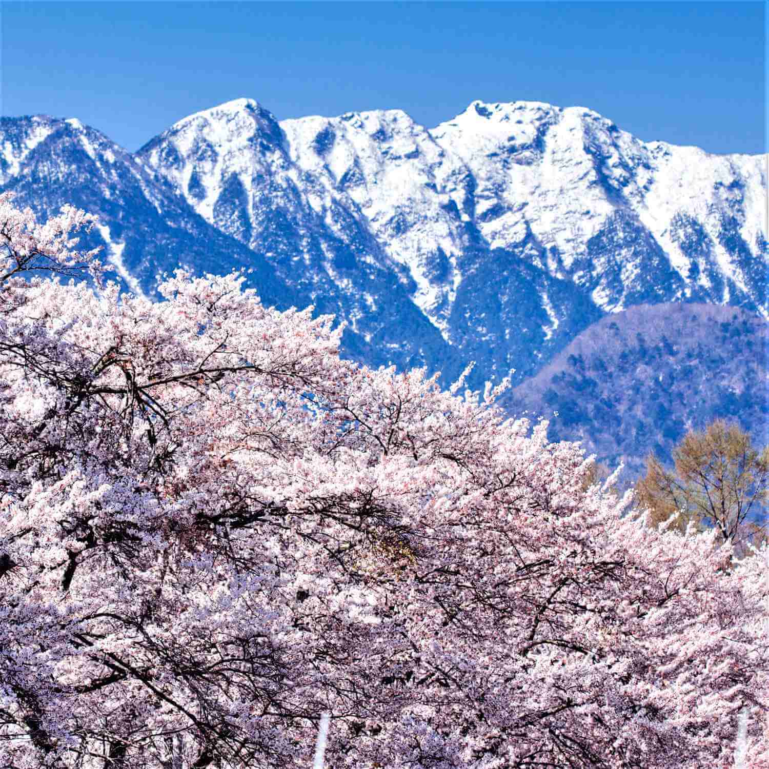 In the central part of Honshu, there is a mountainous area called "Japan Alps" with an altitude of 3000m = Shutterstock 1