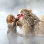 Snow Monkeys at Jigokudani Yaen-koen, Nagano Prefecture=Shutterstock 10