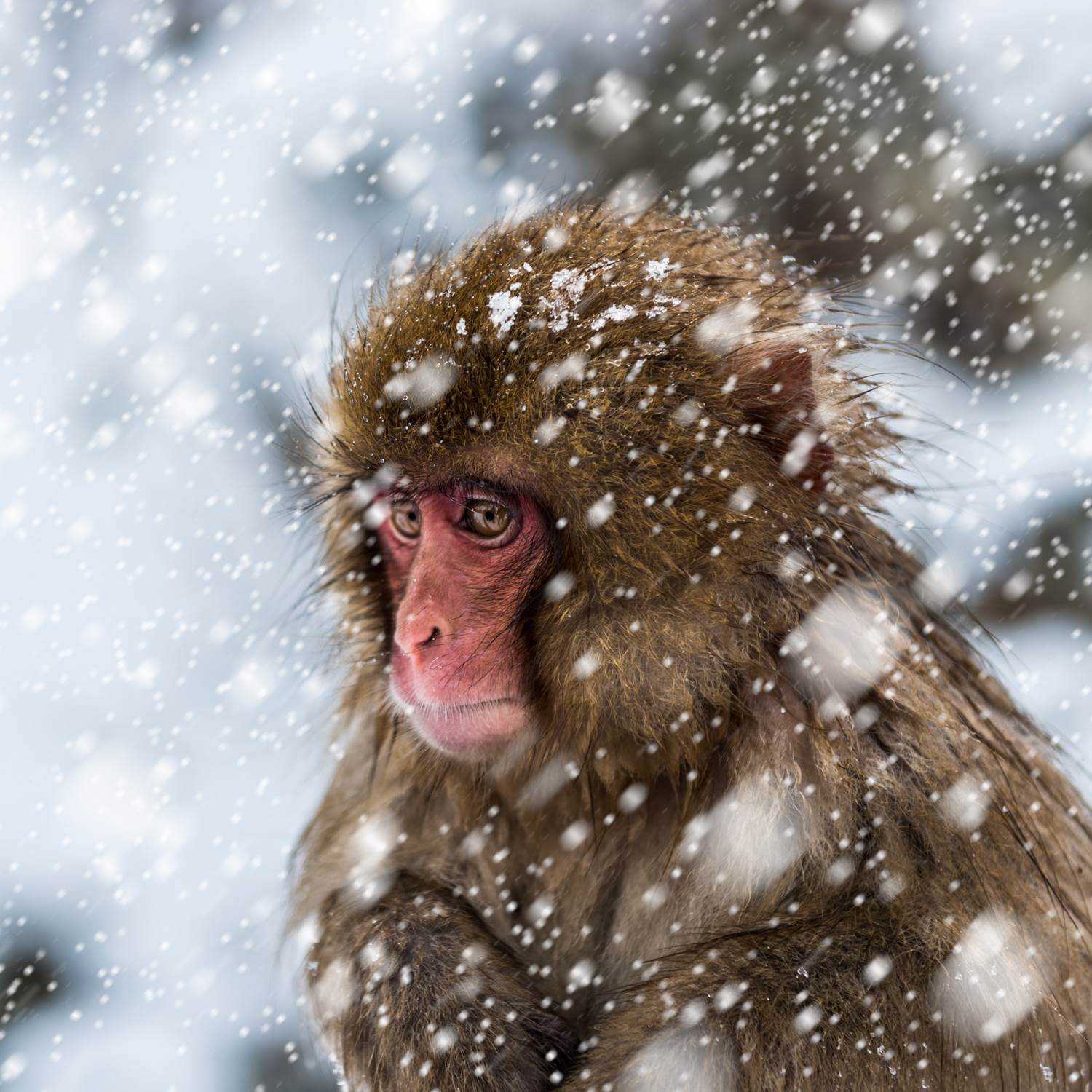 Snow Monkeys at Jigokudani Yaen-koen, Nagano Prefecture=Shutterstock 3