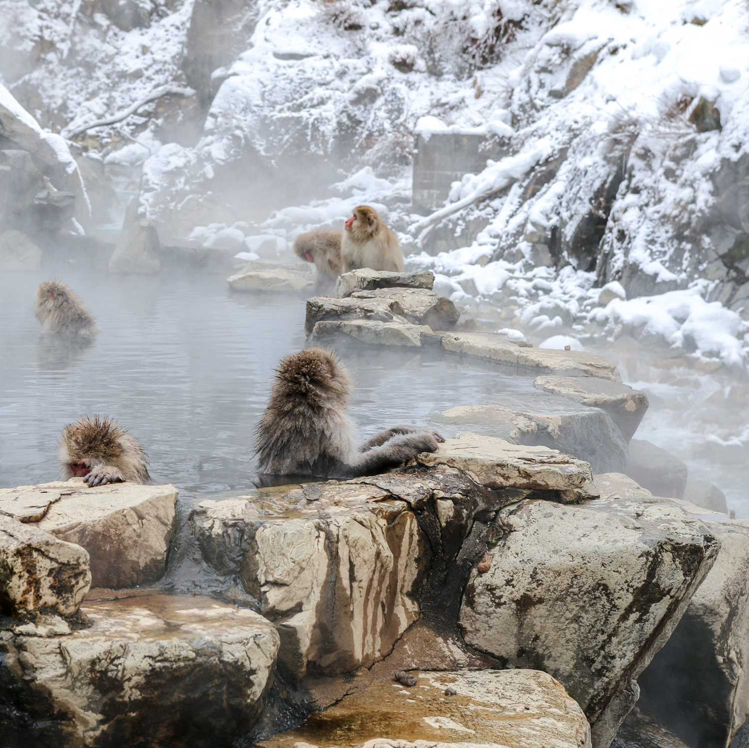 Snow Monkeys at Jigokudani Yaen-koen, Nagano Prefecture=Shutterstock 4