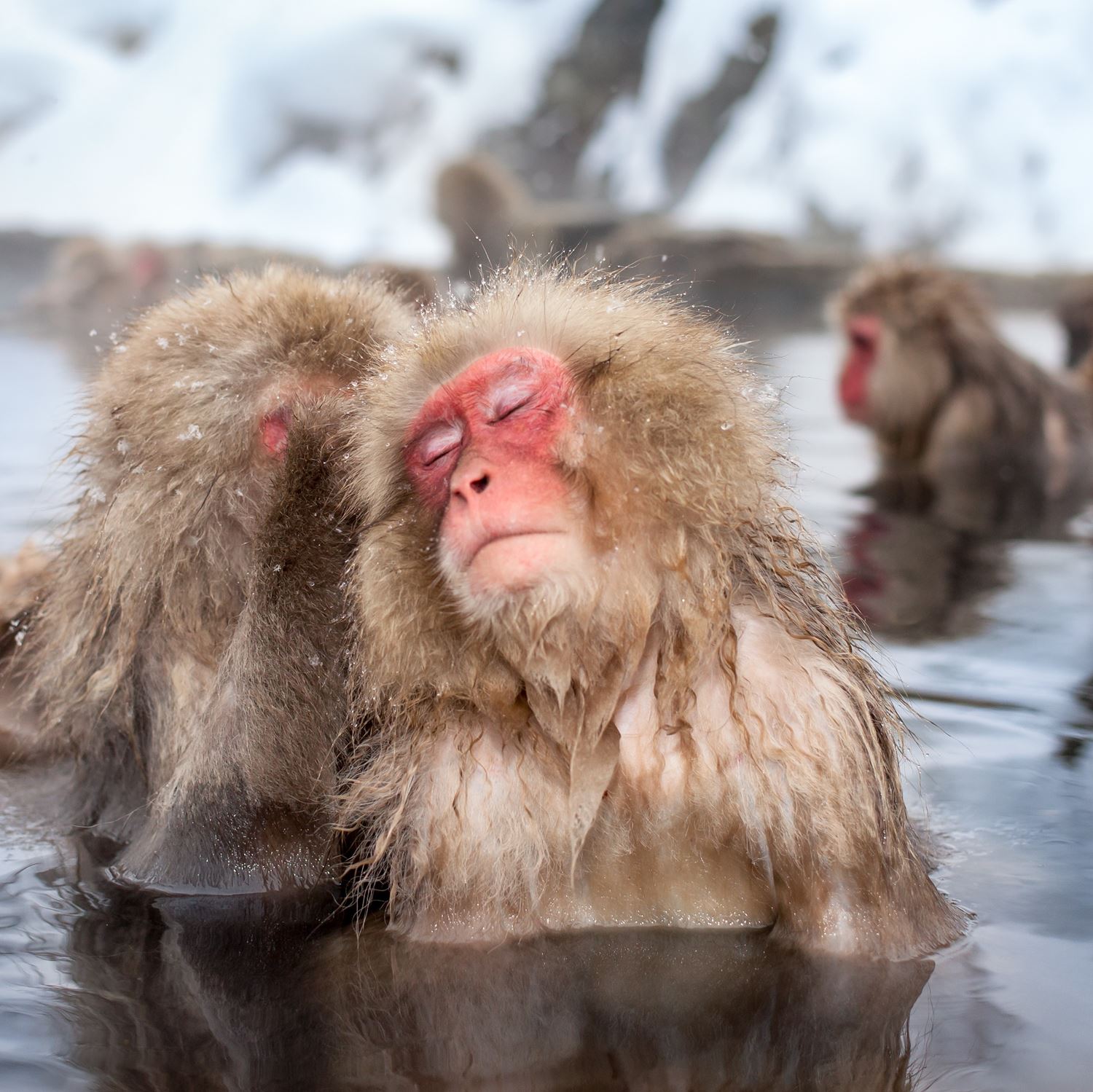 Snow Monkeys at Jigokudani Yaen-koen, Nagano Prefecture=AdobeStock 7