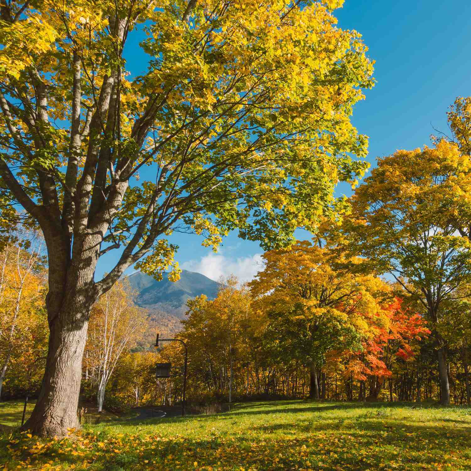 Autumn Niseko landscape, Hokkaido = Shutterstock