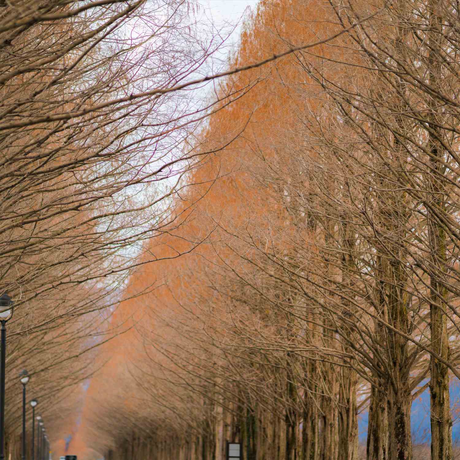 Row of metasequoia trees in Takashima City, Shiga Prefecture 102