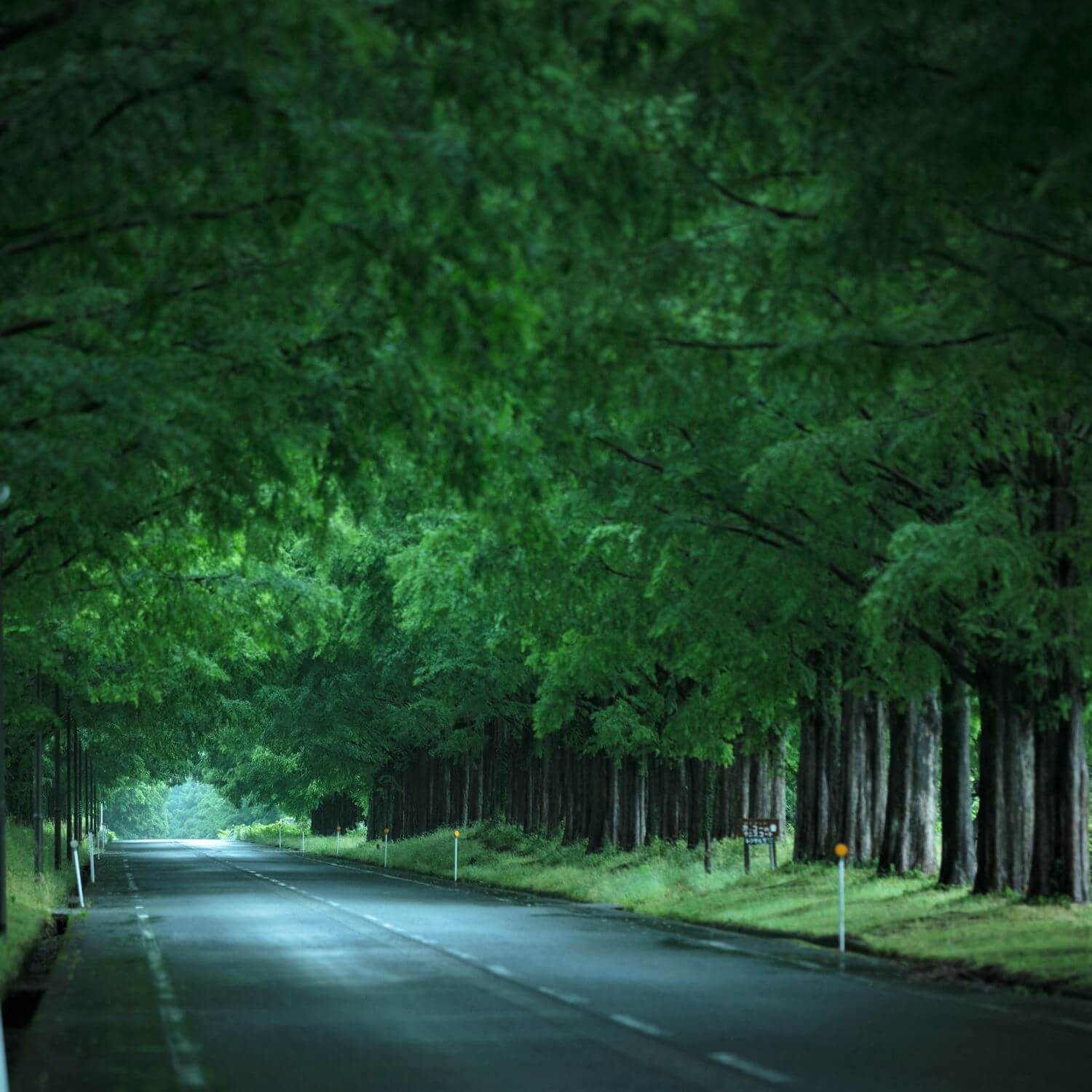 Row of metasequoia trees in Takashima City, Shiga Prefecture 99