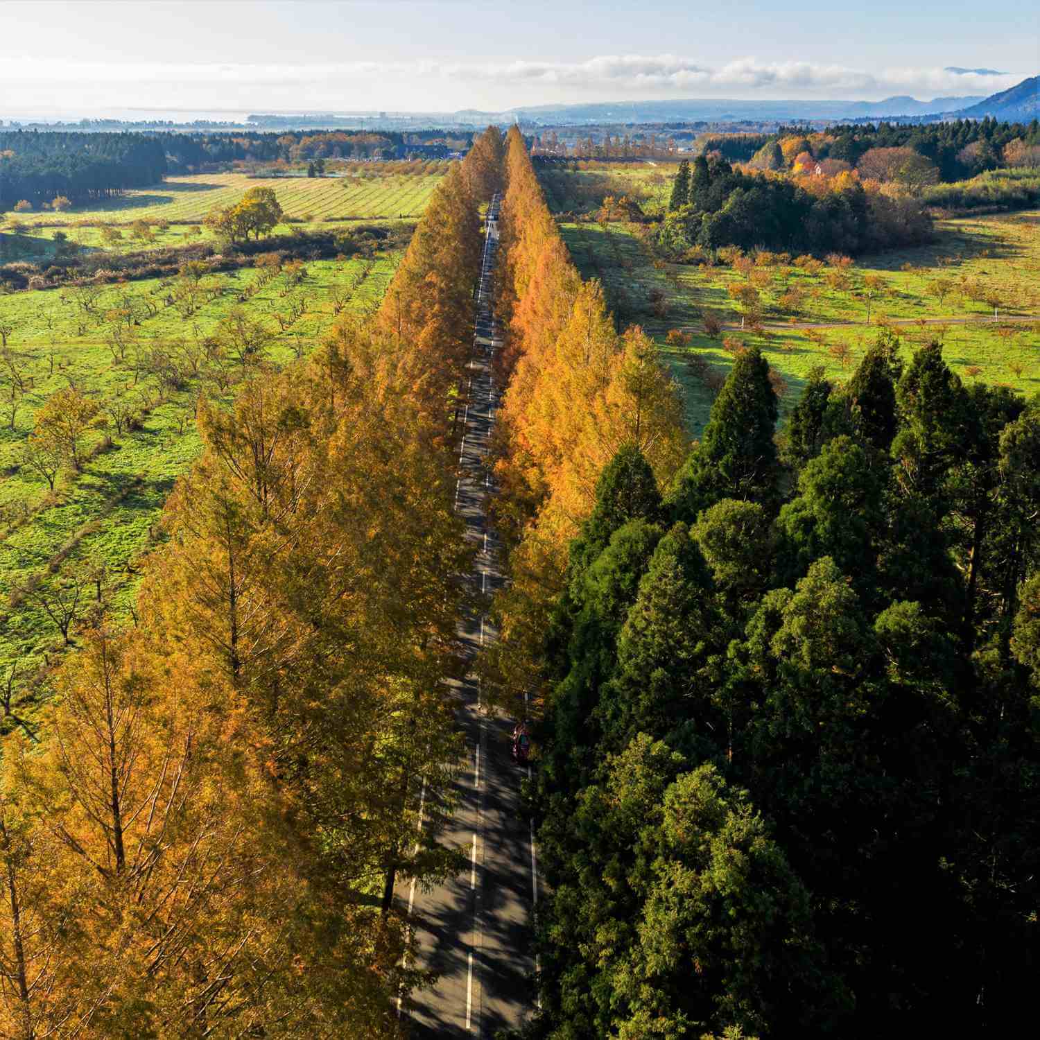 Row of metasequoia trees in Takashima City, Shiga Prefecture 92