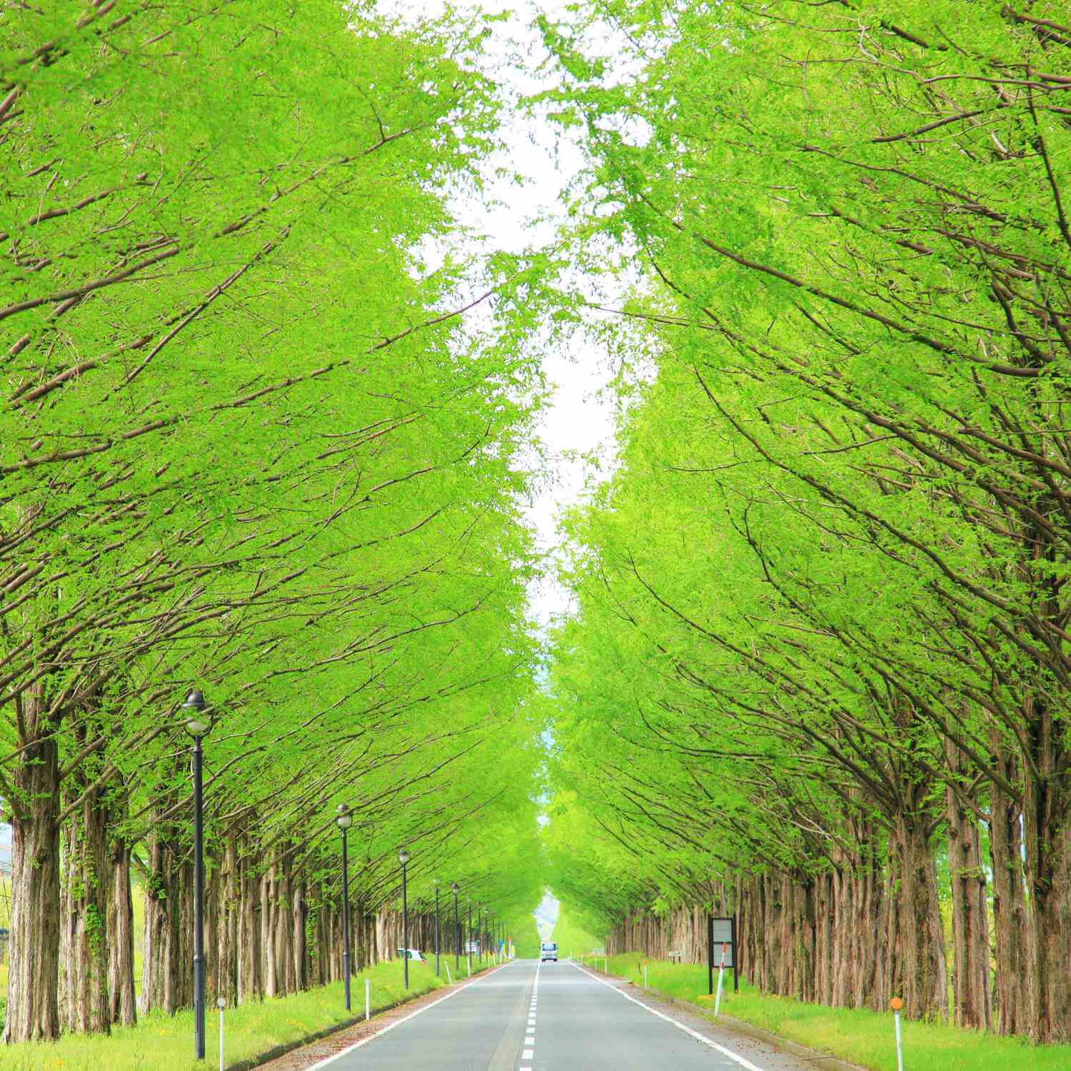 Row of metasequoia trees in Takashima City, Shiga Prefecture 96