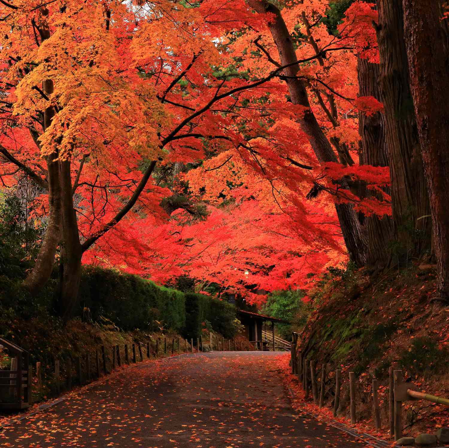 Chusonji in autumn, Hiraizumi, Iwate Prefecture = Shutterstock 10