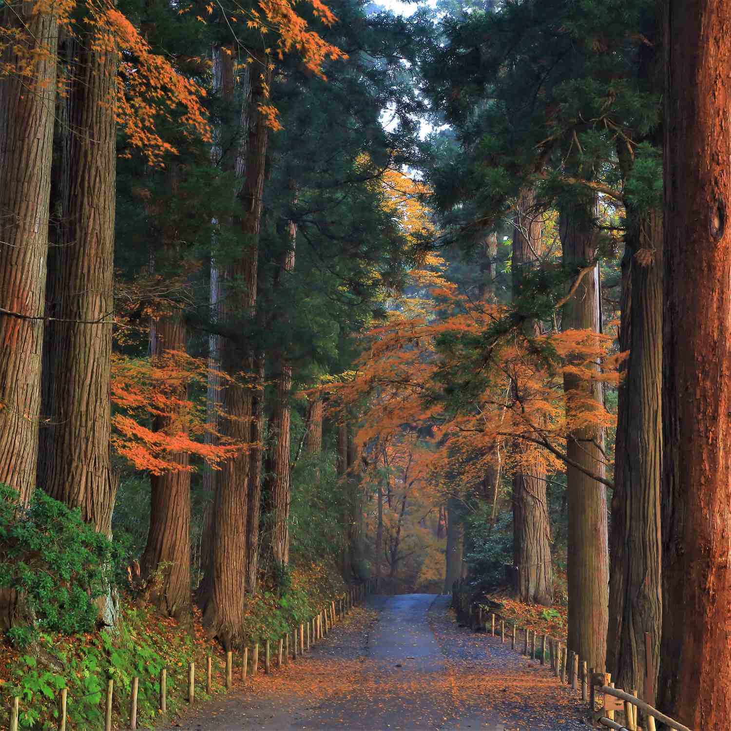 Chusonji in autumn, Hiraizumi, Iwate Prefecture = Shutterstock 2