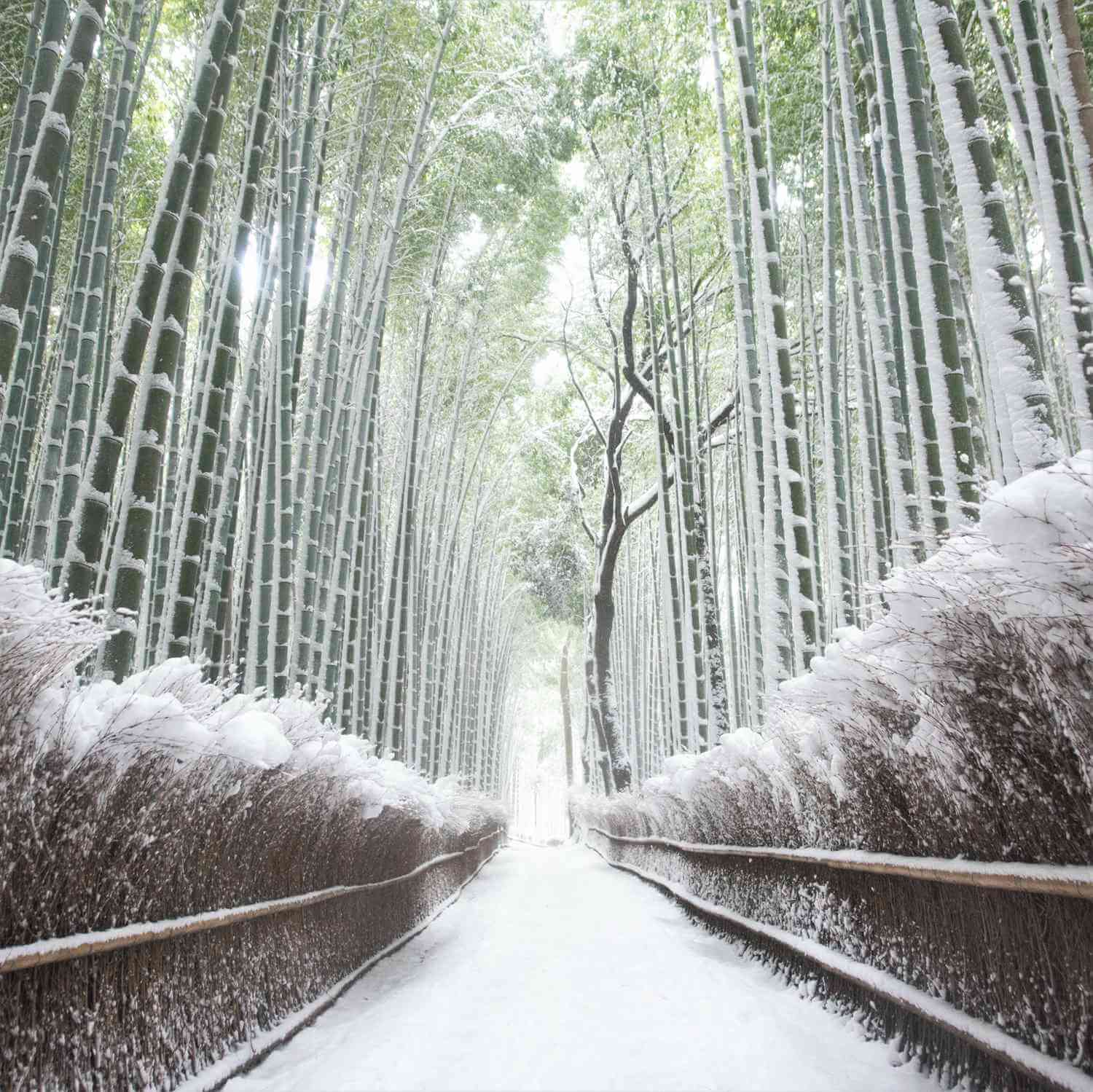 If it snows, let's go to Arashiyama bamboo forest early in the morning = AdobeStock