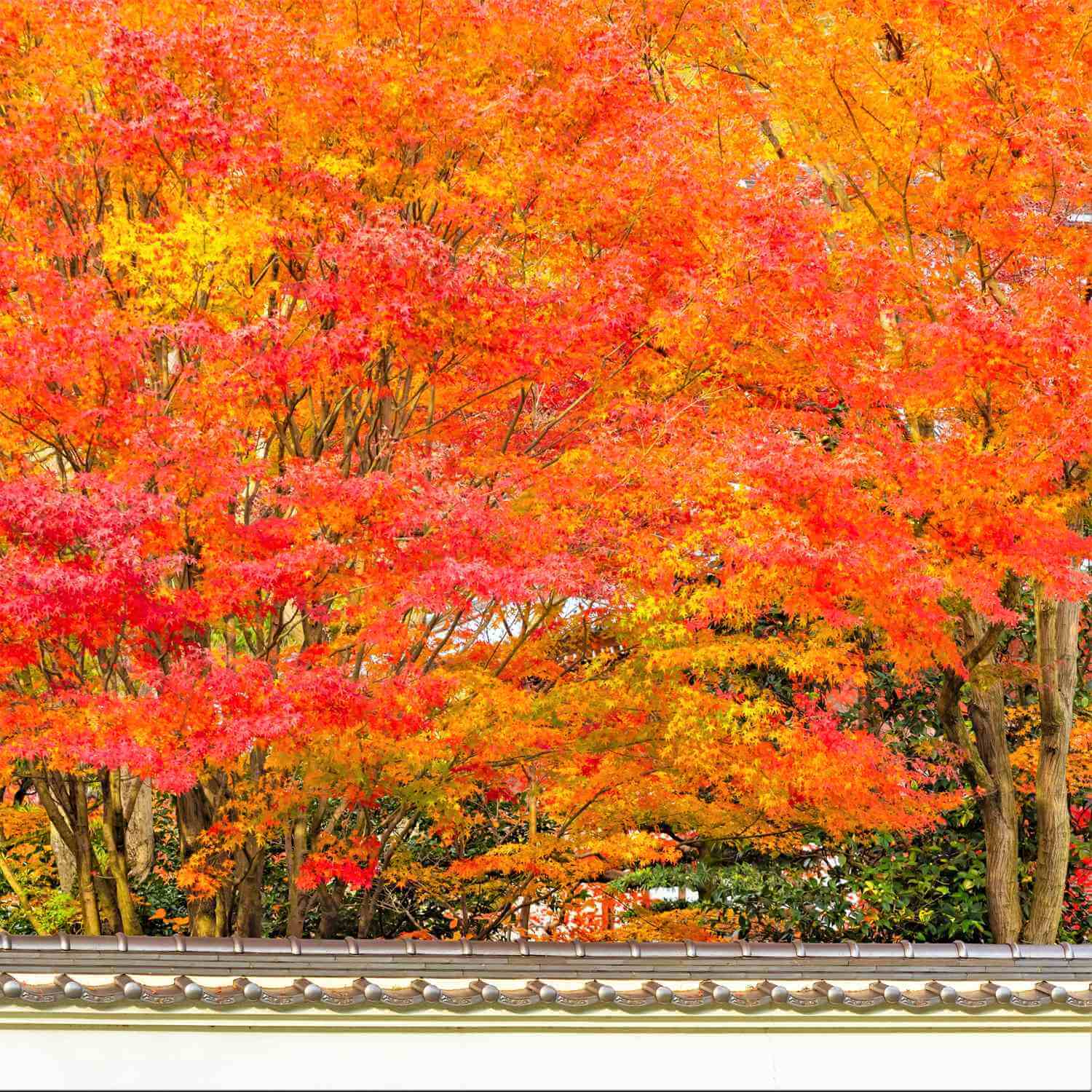 Autumn Leaves in Kyoto = AdobeStock 2