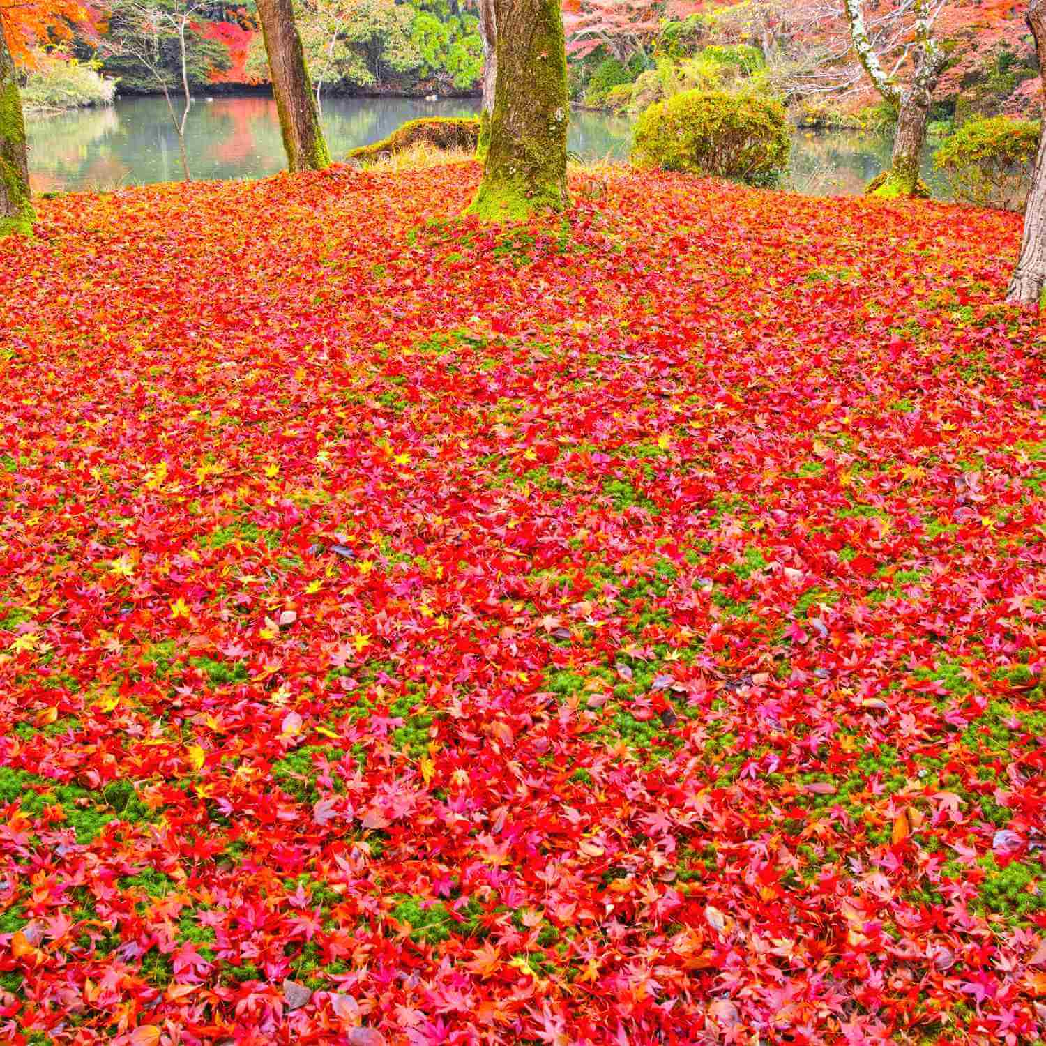 Autumn Leaves in Kyoto = AdobeStock 4