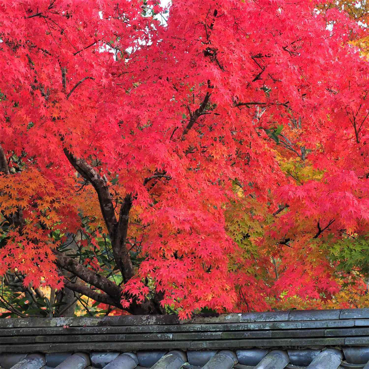 Autumn Leaves in Kyoto = AdobeStock 9