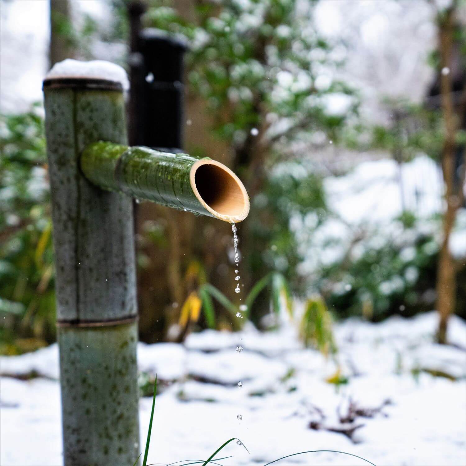 In the northern part of Kyoto, it sometimes snows in the winter =Shutterstock 8