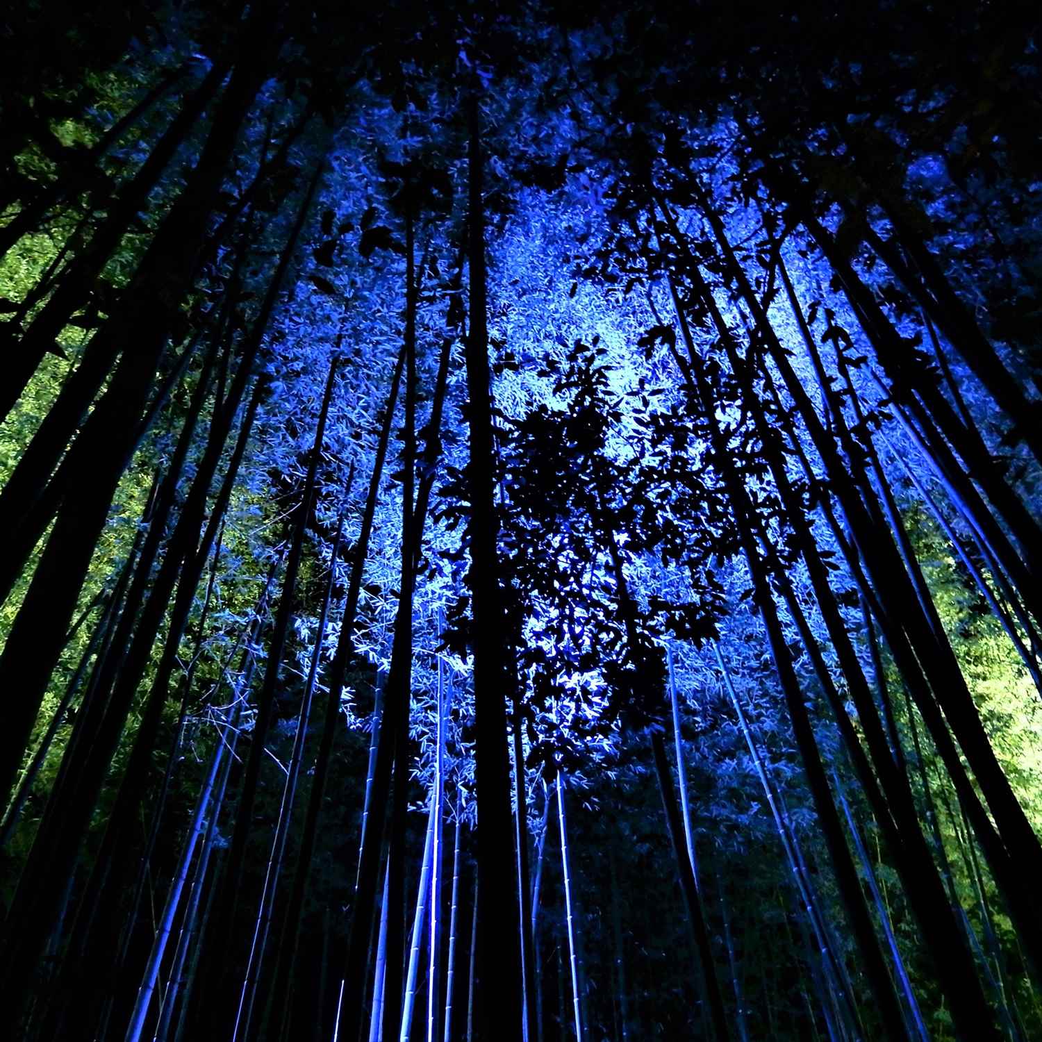 The fantastic illumination “Hanatouro” in Arashiyama, Kyoto = Shutterstock 10