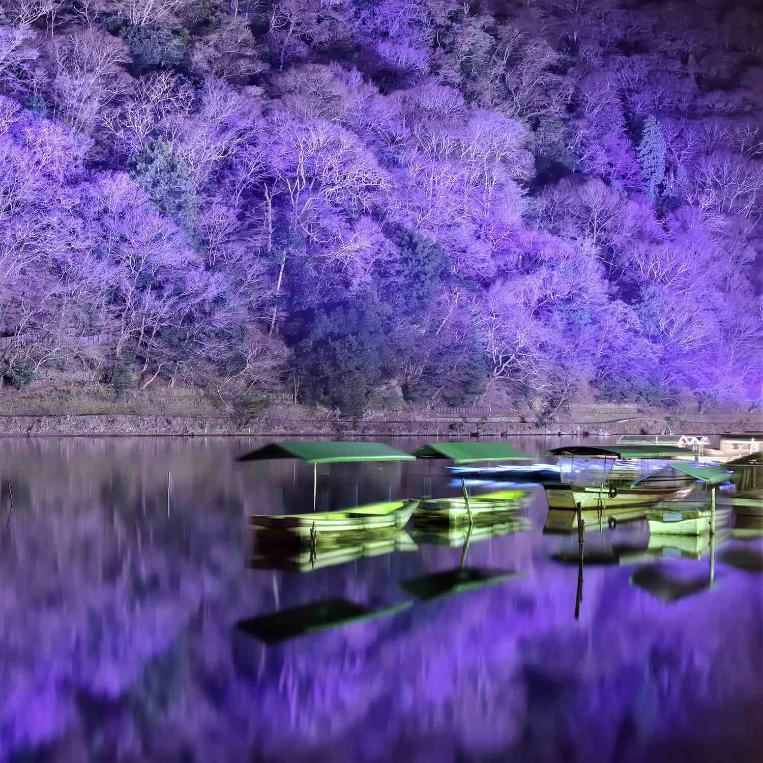 The fantastic illumination “Hanatouro” in Arashiyama, Kyoto = AdobeStock 4