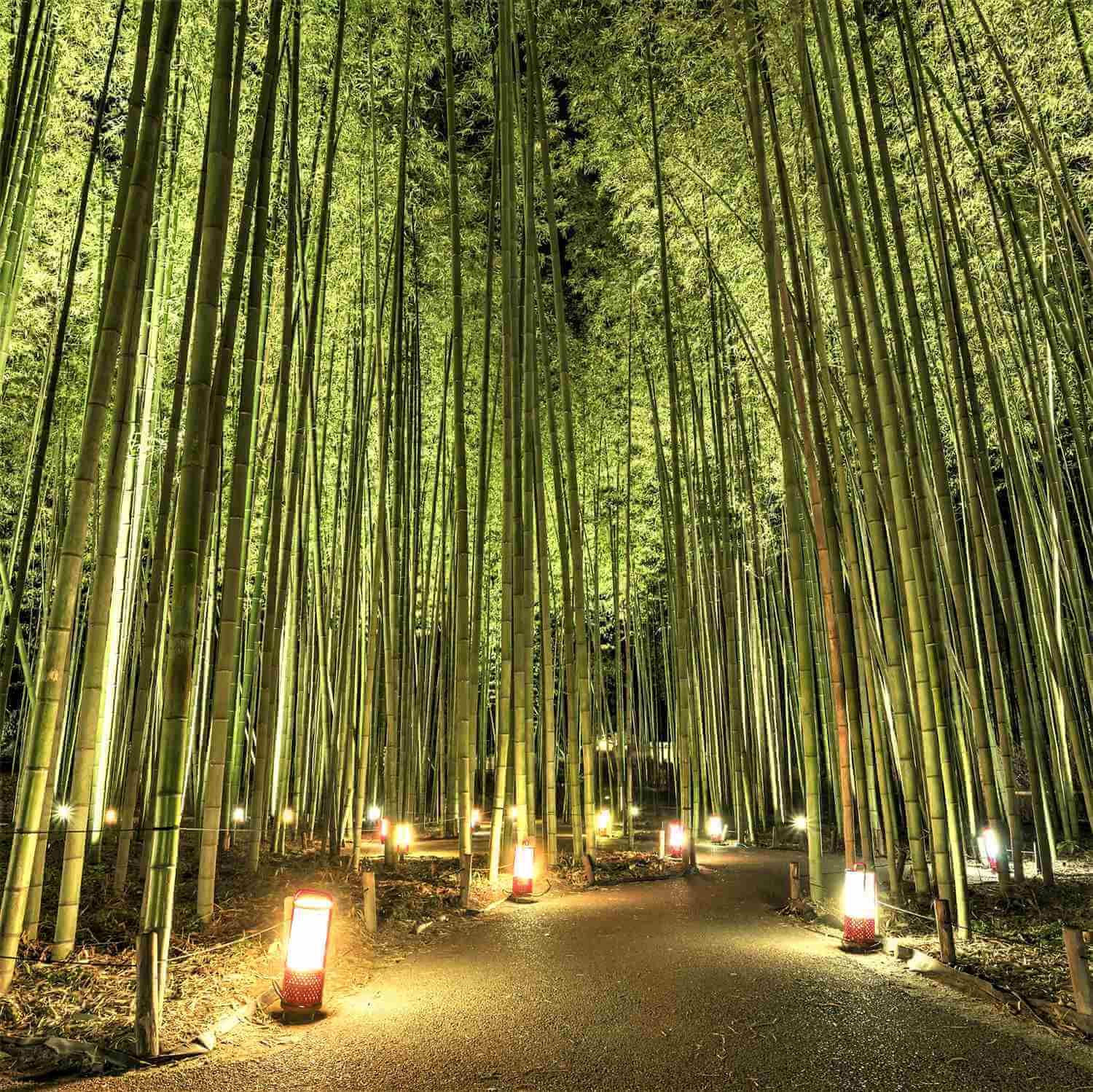 The fantastic illumination “Hanatouro” in Arashiyama, Kyoto = Shutterstock 8