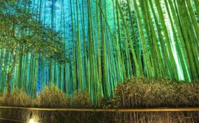 The fantastic illumination “Hanatouro” in Arashiyama, Kyoto = Shutterstock 1