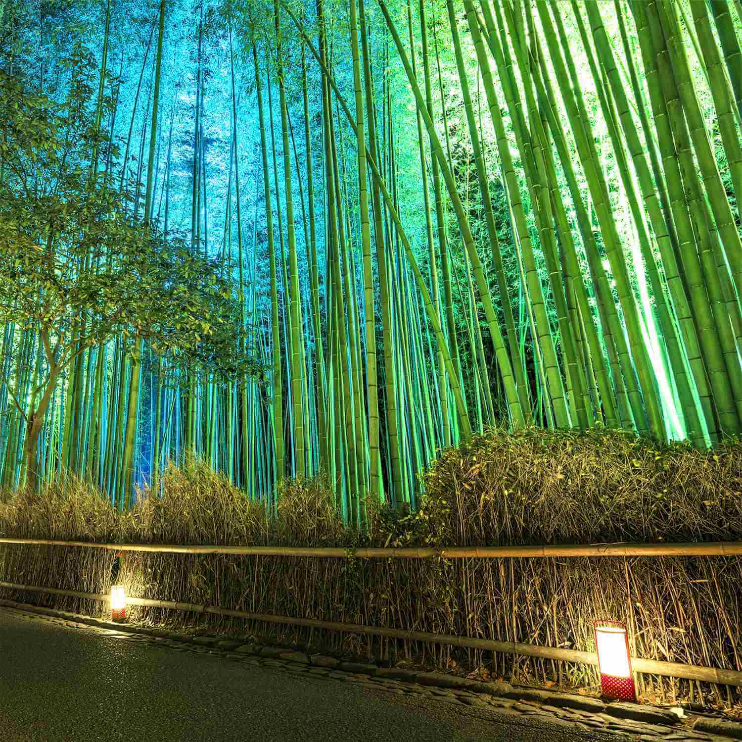 Photos: The fantastic illumination “Hanatouro” in Arashiyama, Kyoto