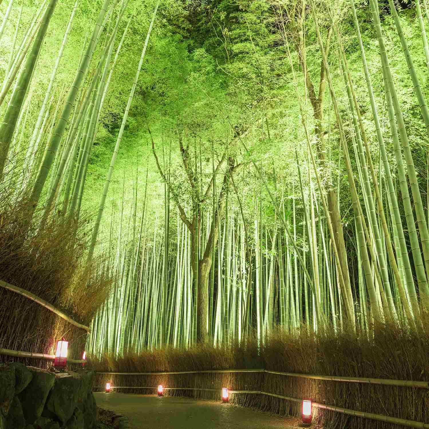 The fantastic illumination “Hanatouro” in Arashiyama, Kyoto = Shutterstock 9