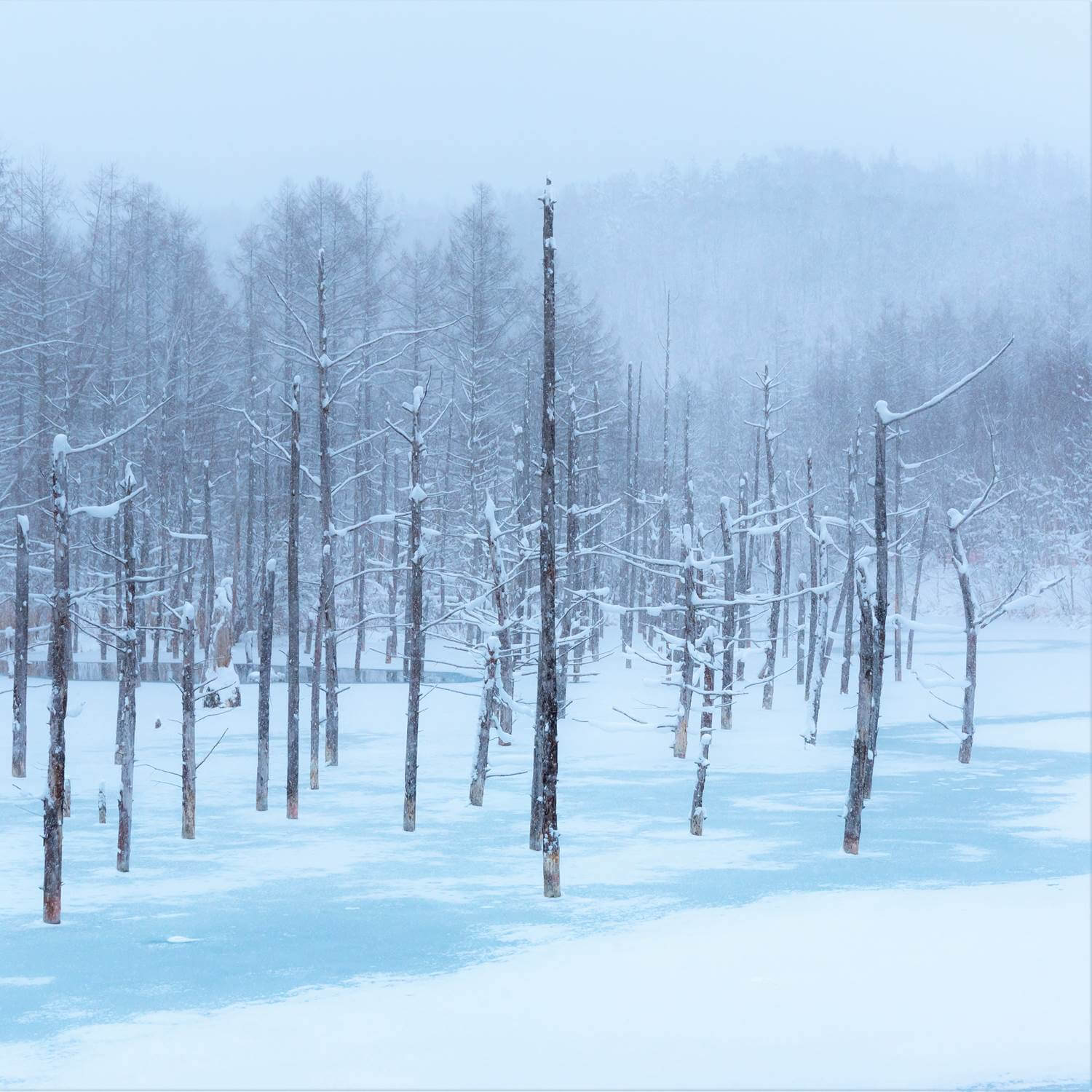 Vast landscape of Hokkaido in winter = Shutterstock 5