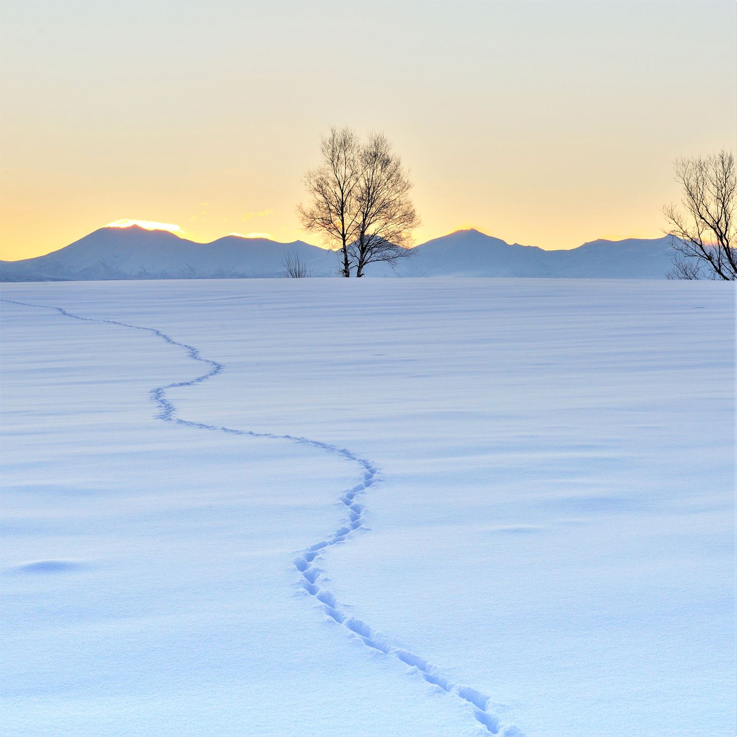 Vast landscape of Hokkaido in winter = AdobeStock 7