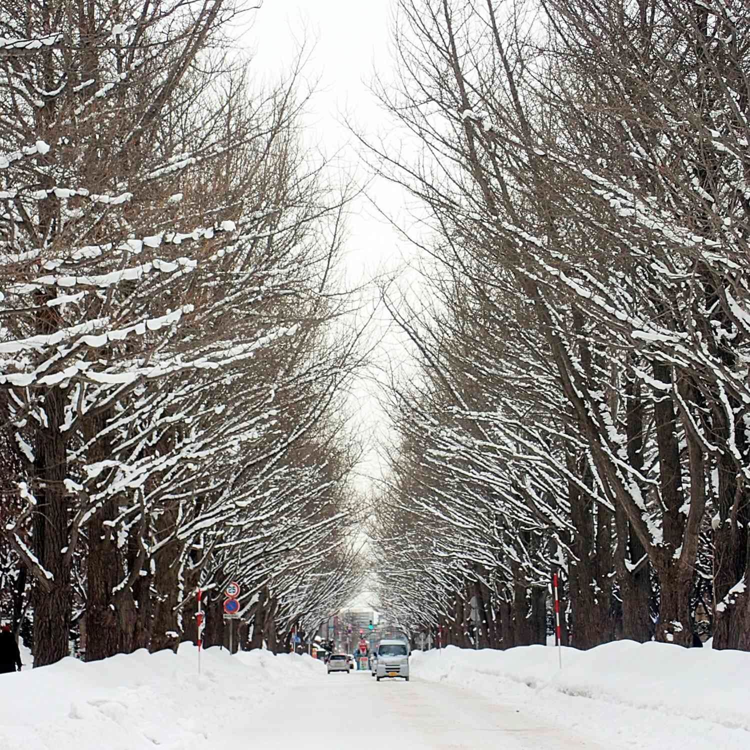 The vast and beautiful campus of Hokkaido University, Sapporo, Hokkaido 10