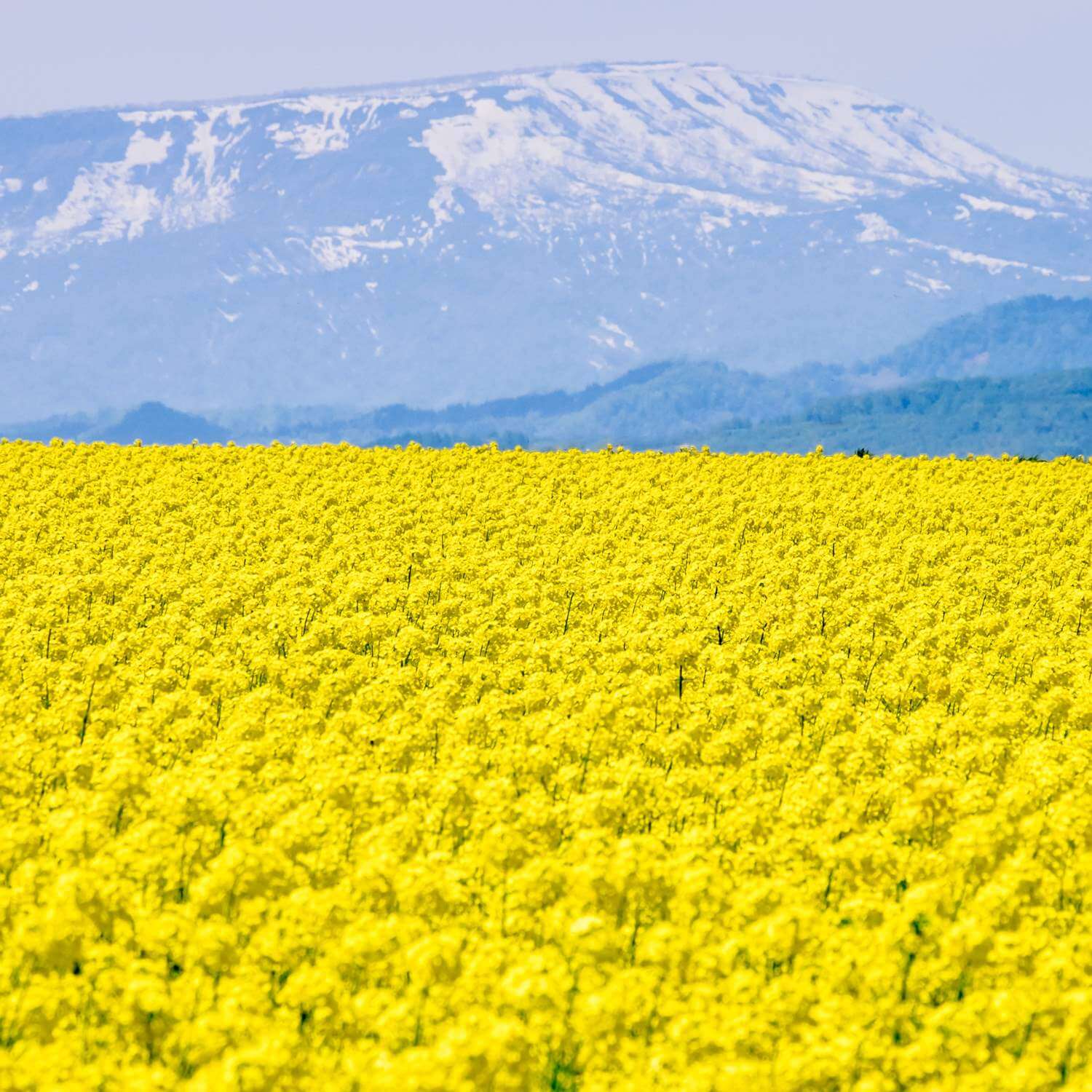 Rapeseed flower fields in Takikawa, Hokkaido = Shutterstock