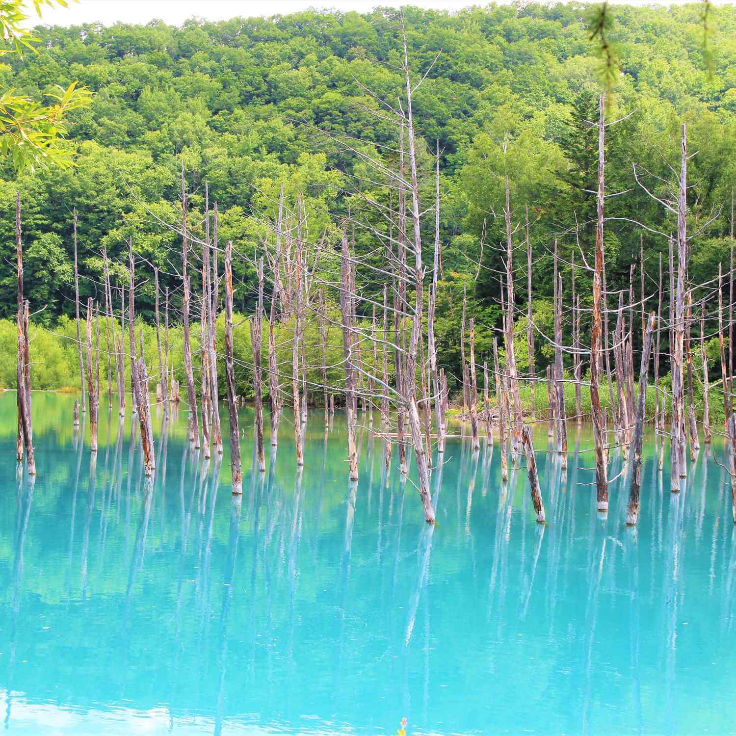 Blue pond in Biei, Hokkaido = Shutterstock
